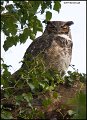 _1SB4375 great-horned owl